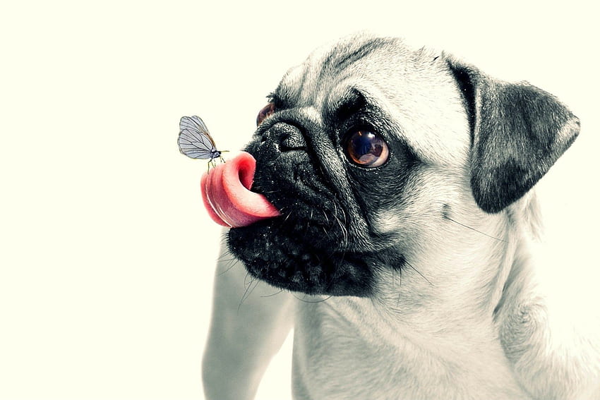 100 hermoso perro divertido. ololoshenka. Perro - de Android / iPhone (png / jpg) (2022), lindo perro divertido fondo de pantalla